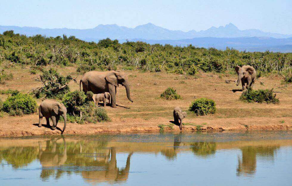 National Parks Kenya elephant