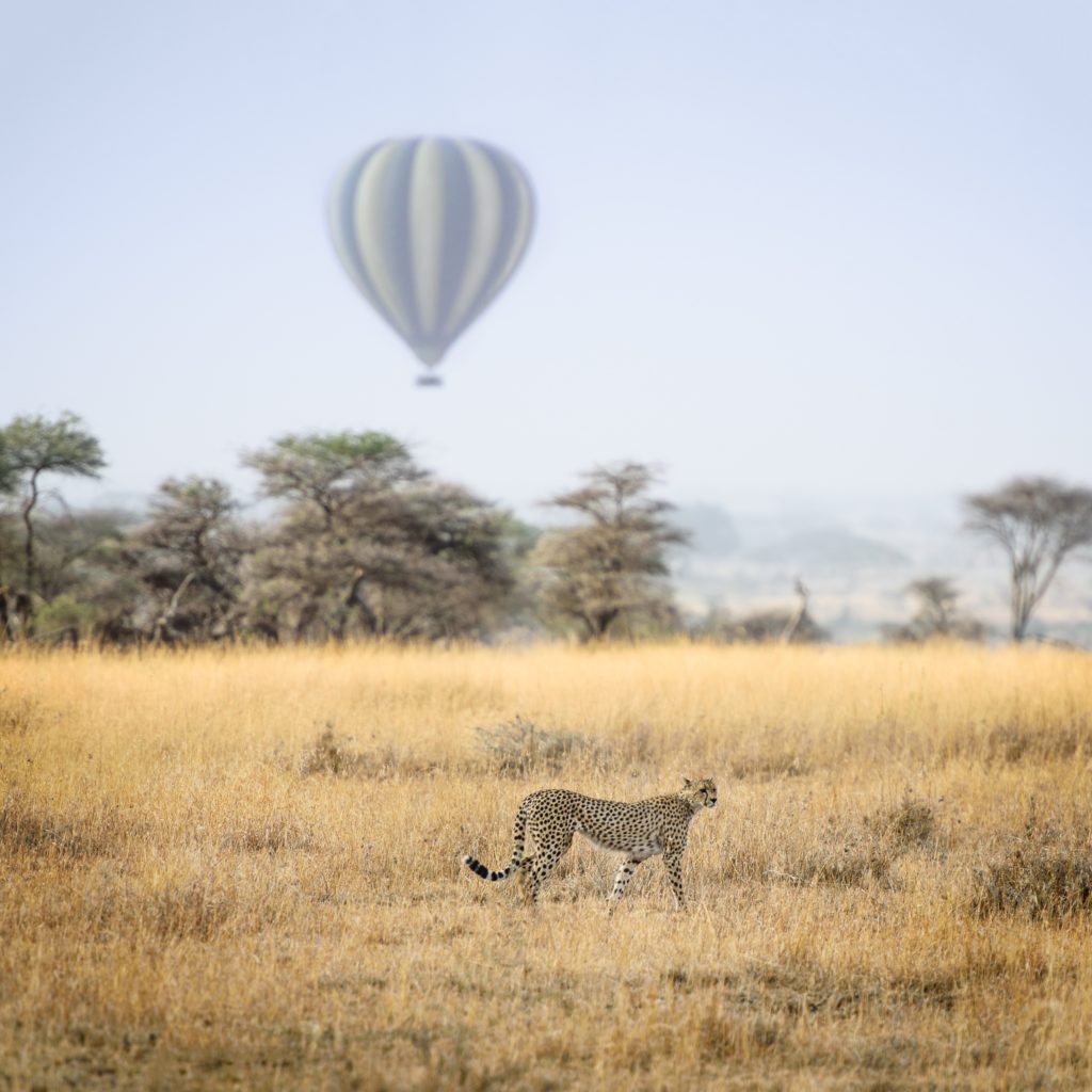 Serengeti National Park Safari