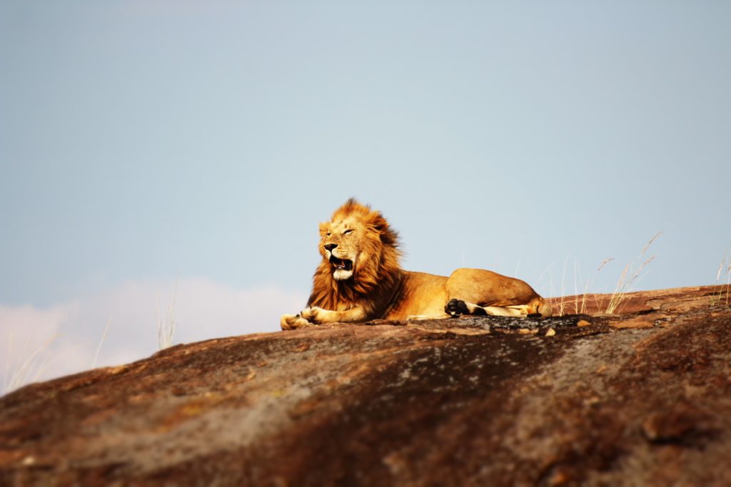 Serengeti National Park Safari Lion