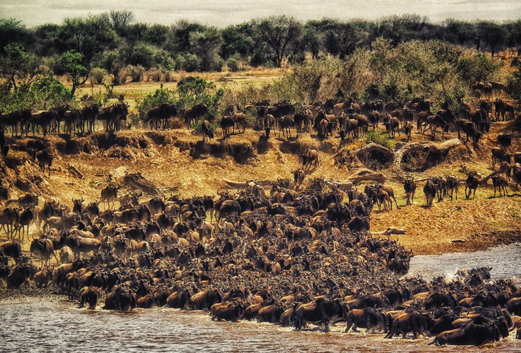 Serengeti National Park Safari - Africa's Great Wildebeest Migration