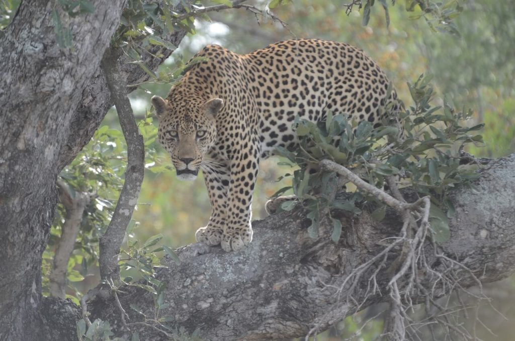 Kruger Park Safari Leopard