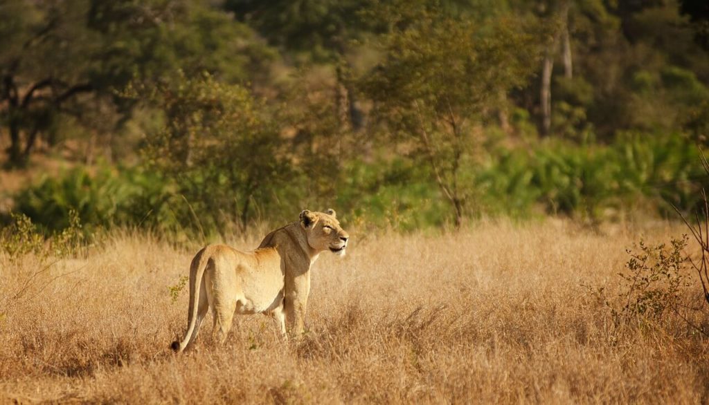 Kruger Park Safari Lion