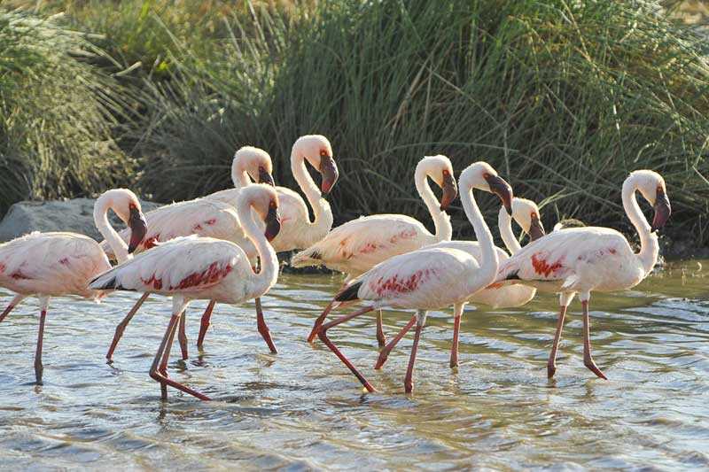 Flamingos