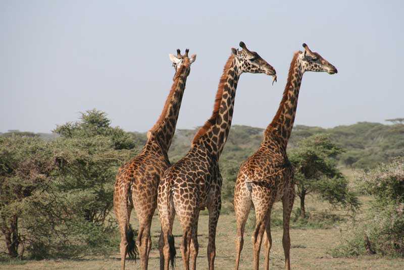 Mobile Safari Giraffe