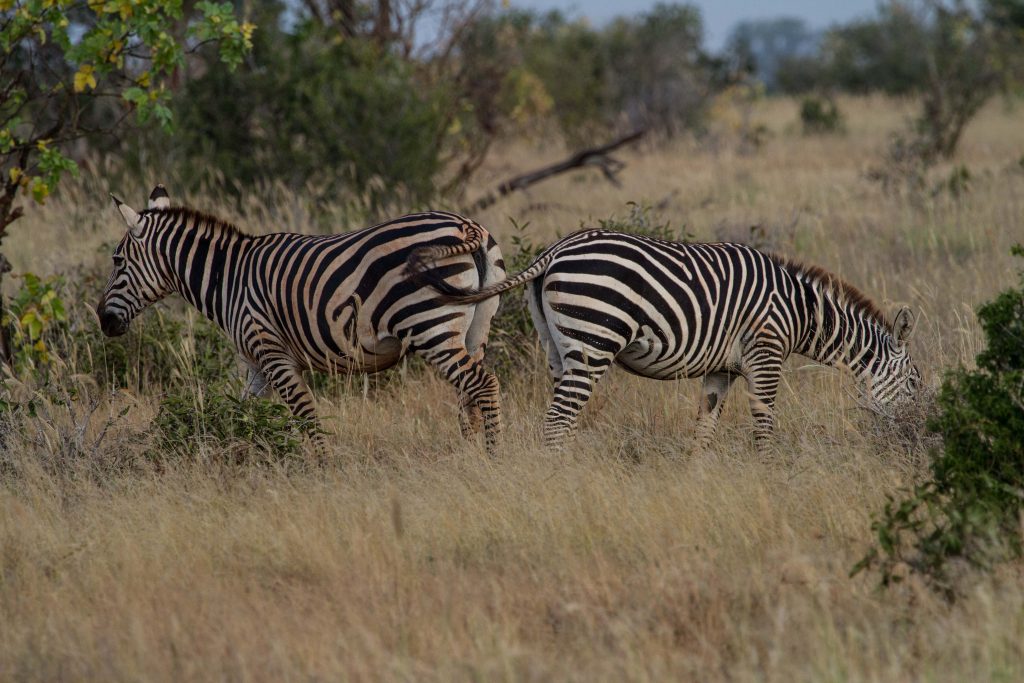 Kenya Safari Tours Tsavo East & West National Parks