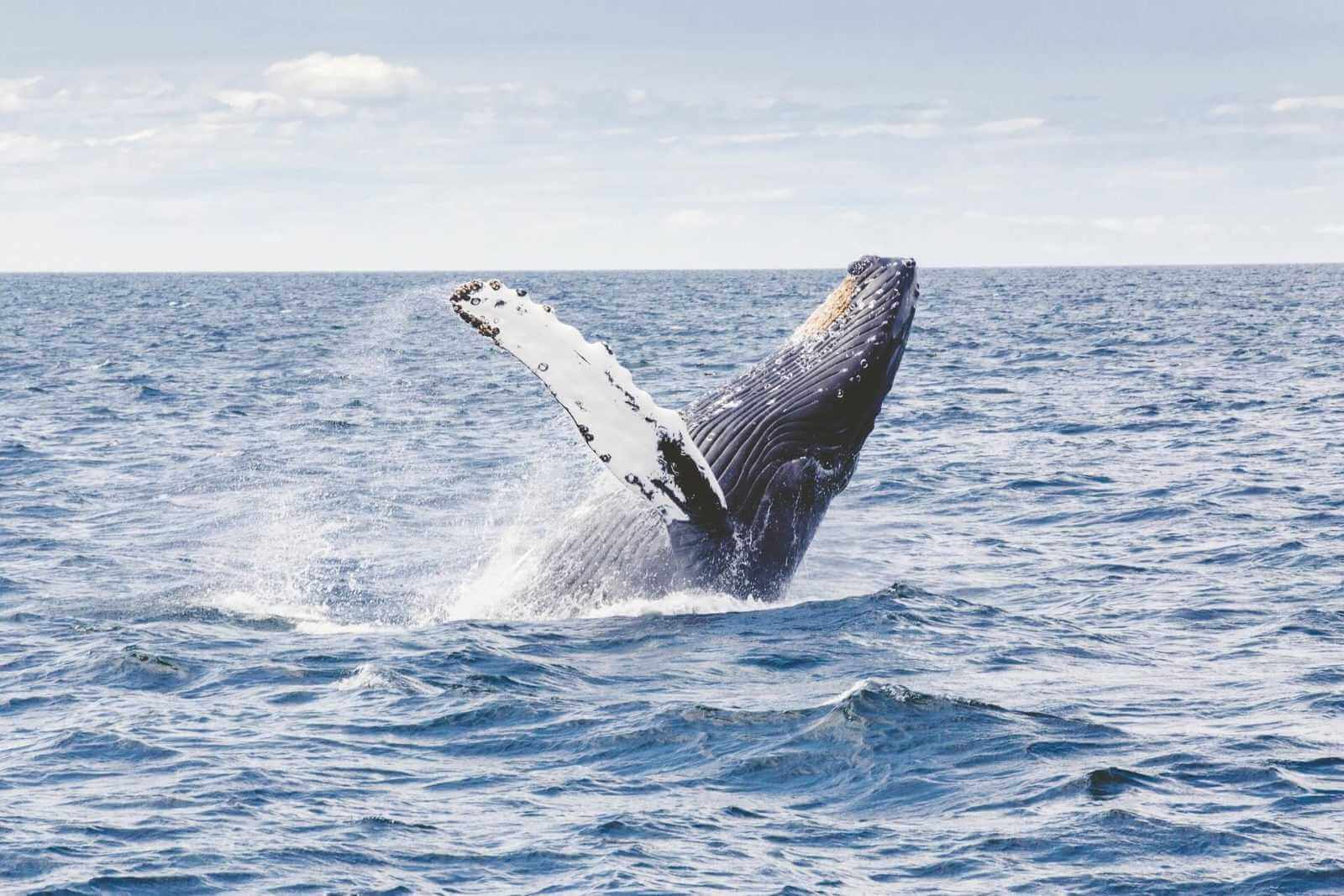 Whale Humpback Tours