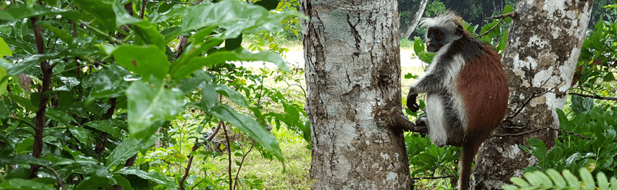 Zanzibar Holidays - Jozani Forrest Tour Red Colubus