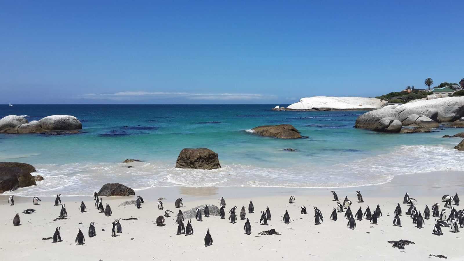 Boulders Beach - Things to do in South Africa