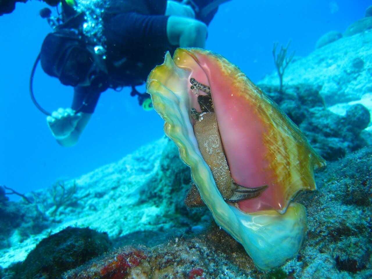 Diving Zanzibar - Enjoy scuba diving in Zanzibar - Tiketi Blog - Travel