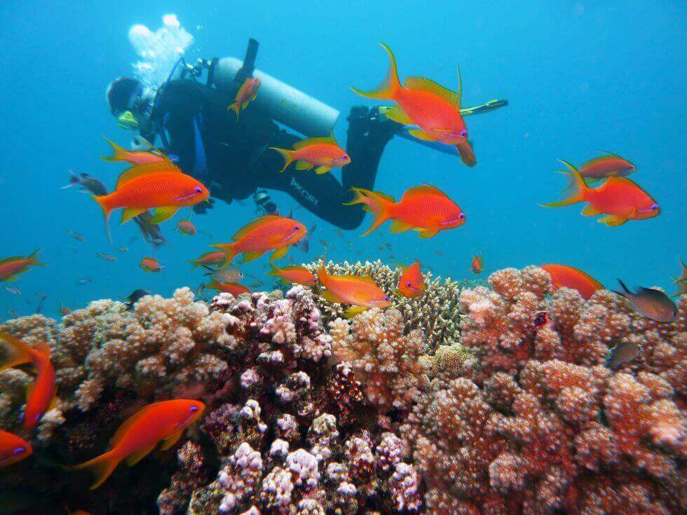 Scuba Diving, Water activities in Zanzibar