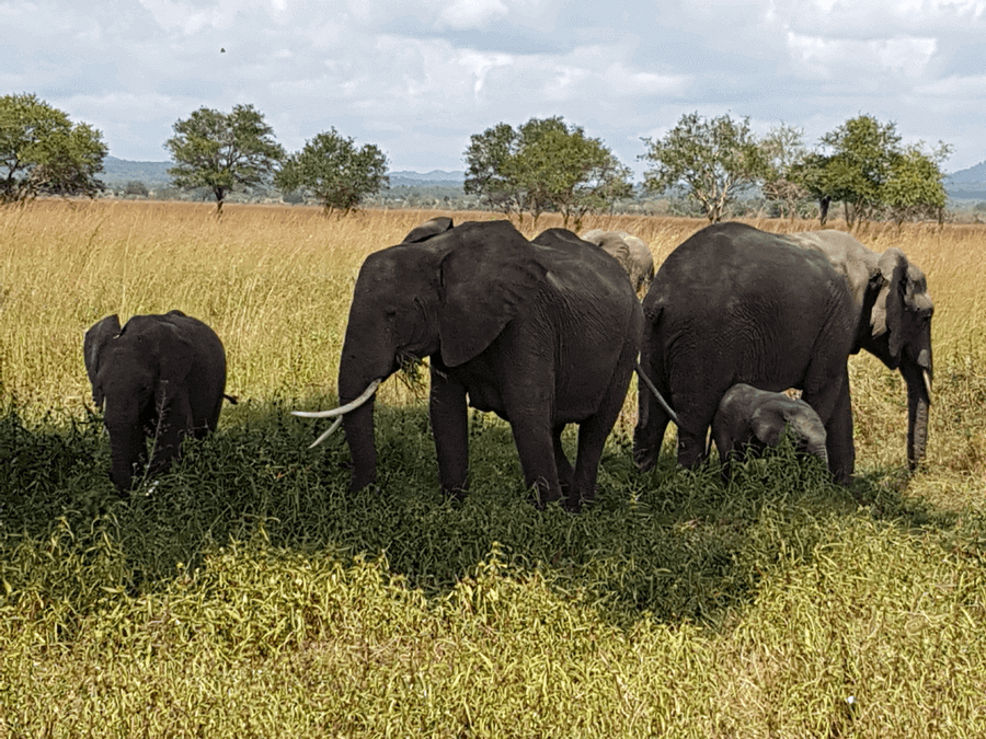 Mikumi National Park Safari Elephant - Migration of Wildebeest in Serengeti Park - Buffalos - safari in Tanzania and Zanzibar beach holiday