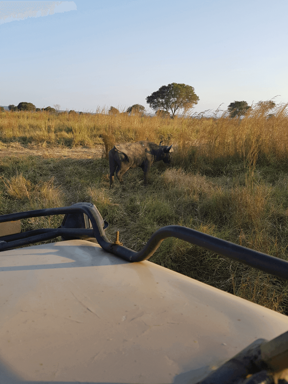 Mikumi National Park Safari Buffalo