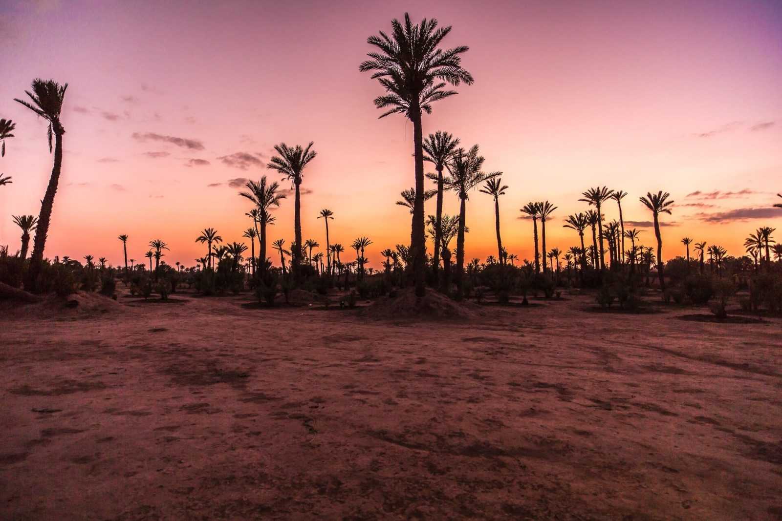 Moroccos deserts quad biking palm trees
