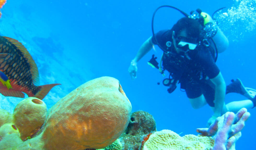 mnemba atoll snorkeling diver