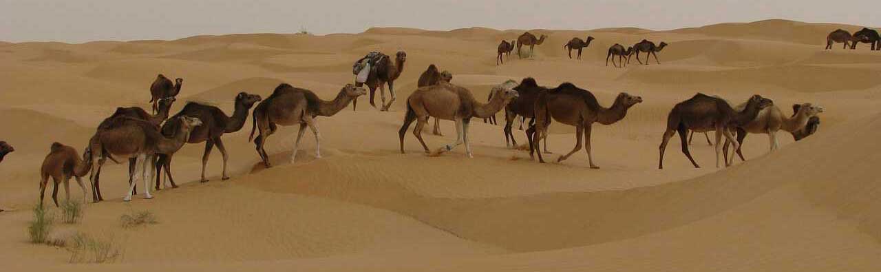 Djerba Holidays Camels Riding Desert