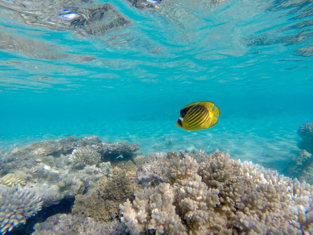 Meilleures destinations de vacances en Egypte Plongée sous-marine poisson-ange