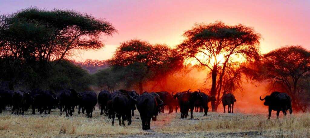 Migration of Wildebeest in Serengeti Park - Buffalos - safari in Tanzania and Zanzibar beach holiday