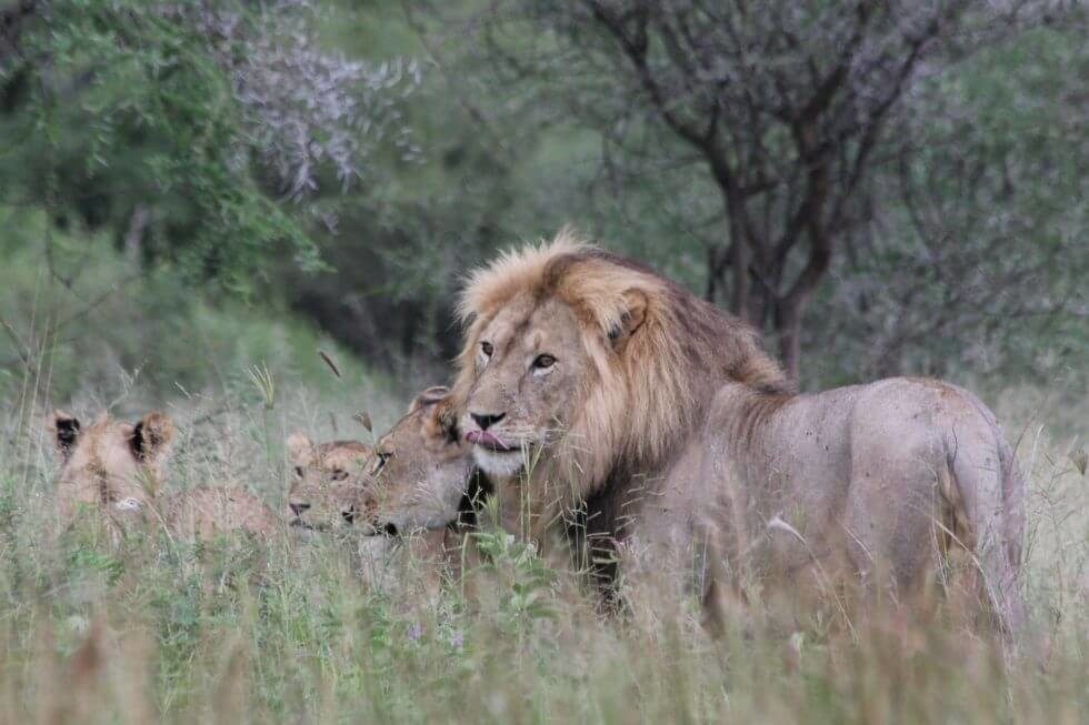 serengeti_national_park_safari_lion
