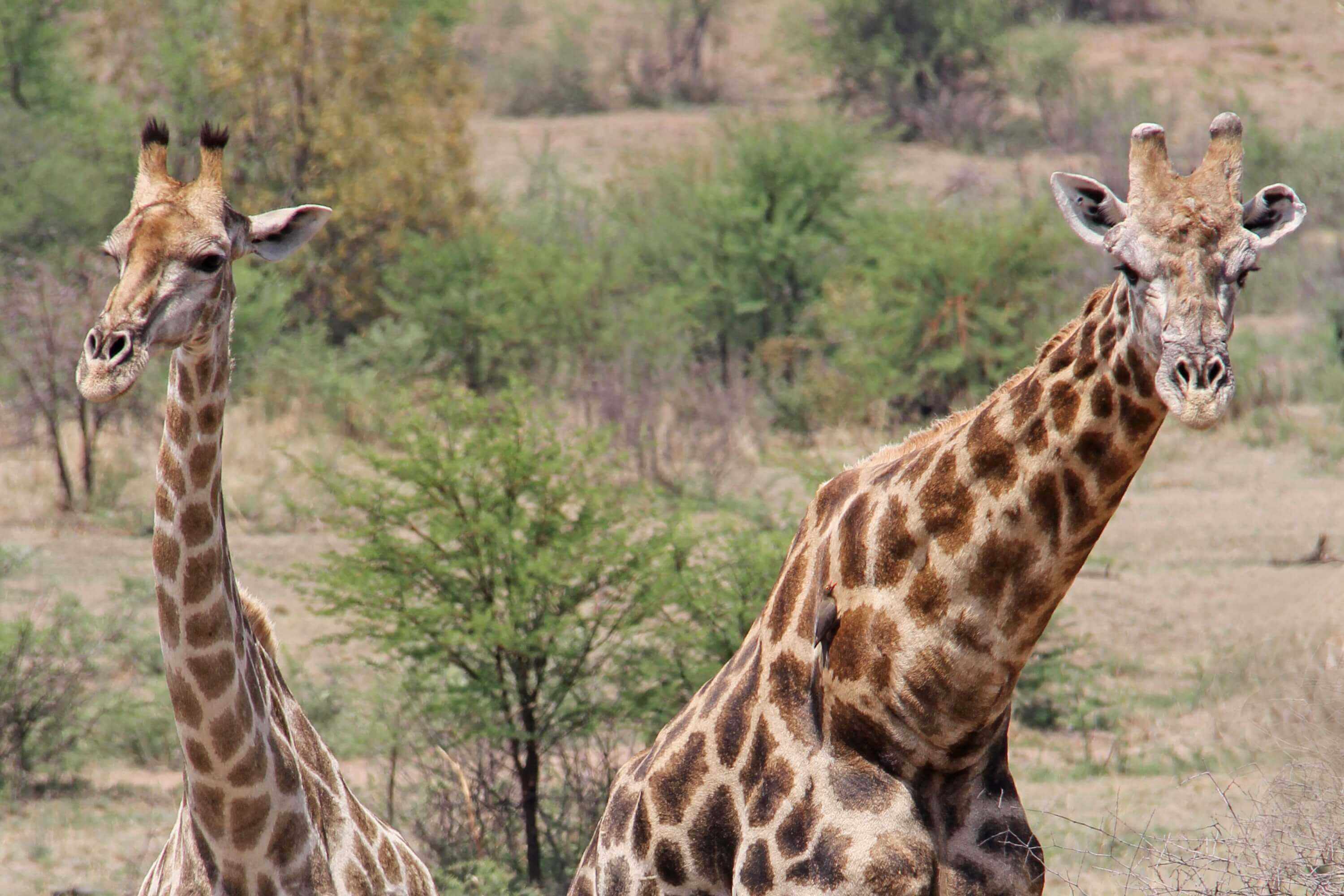 Meilleures destinations de vacances en Afrique du Sud Girafes Parc national du Pilanesberg