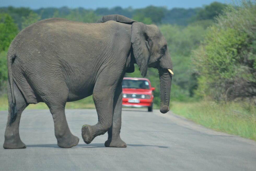 Kruger Park Safari Elephant
