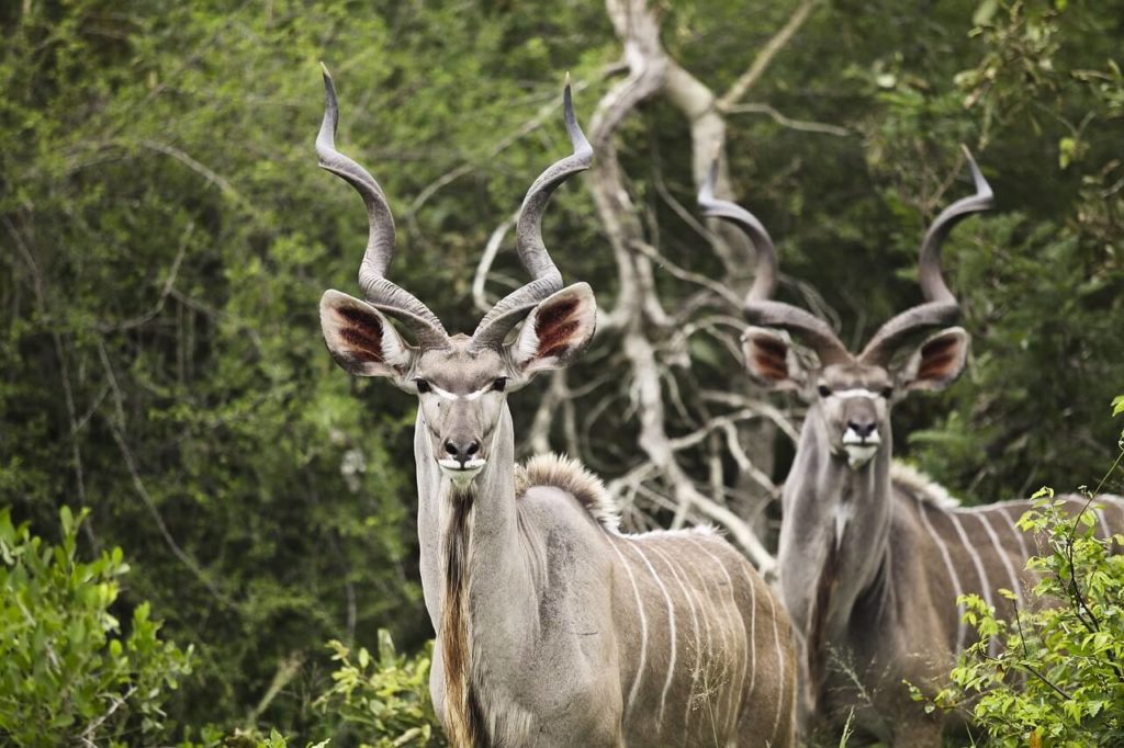Kruger Park Safari Kudu