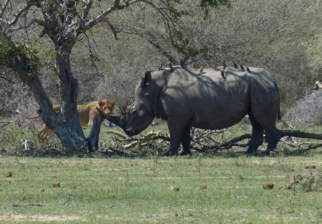 Kruger Park Safari Lion Rhino