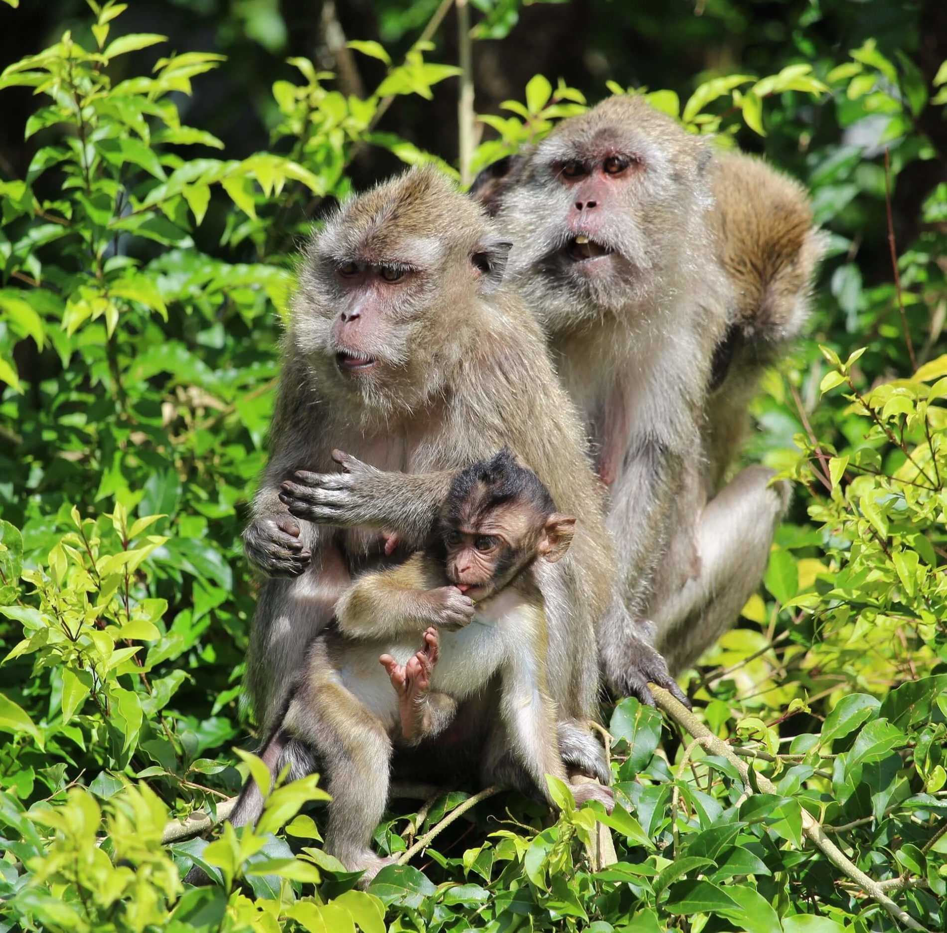 Monkey tag. Семья обезьян. Обезьяны в дикой природе. Семейка обезьянок. Детеныши обезьян в дикой.