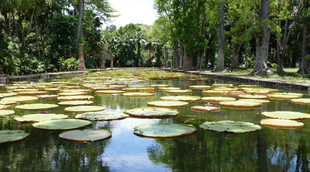 Holiday to Mauritius 2020 - Pamplemousse Garden