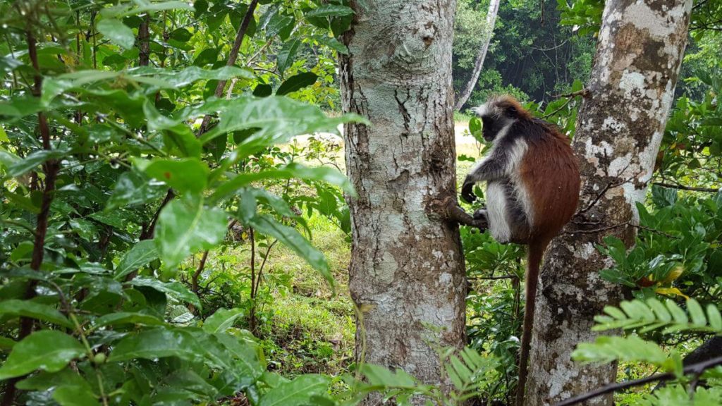 Zanzibar Honeymoon Peacock Colobus Monkeyy