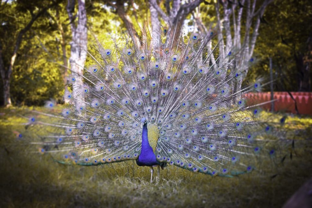 Zanzibar Honeymoon Peacock