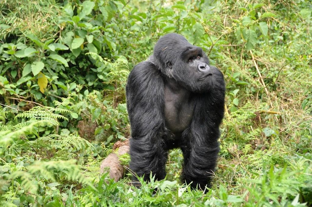 Gorilla Safari Rwanda