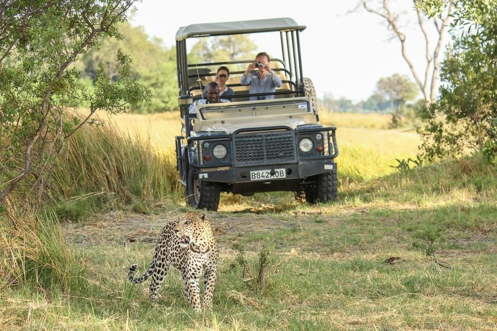 Botswana Chobe Safari Leopard