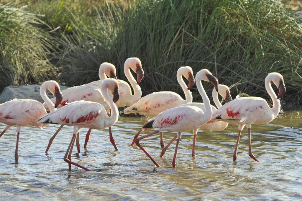 Best time to visit - Flamingos