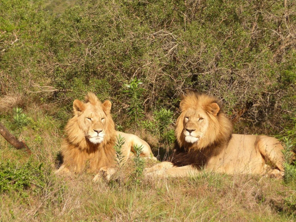 African Safari Kruger National Park Lion