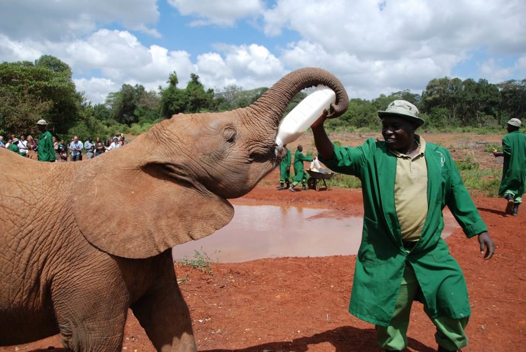 Things To Do in Nairobi - DAVID SHELDRICK WILDLIFE TRUST