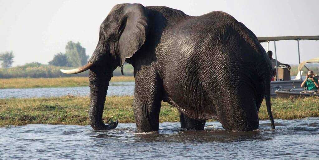 Chobe National Park, Botswana - Holidays in Africa