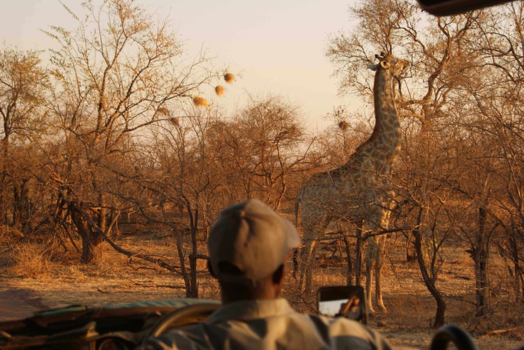 Zimbabwe Holidays Safari Giraffe