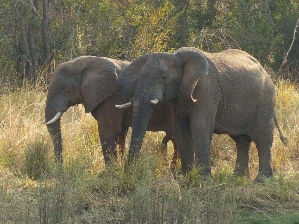 Hwange National Park