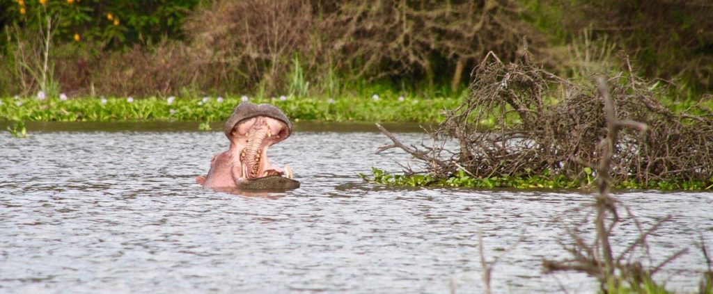Hippopotame du lac Naivasha