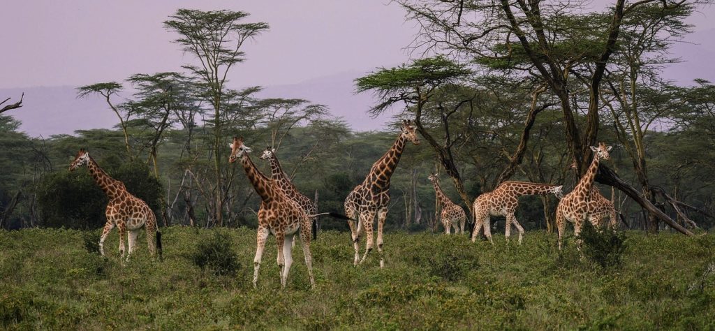 Kenya Safari Tours Maasai Mara National Reserve