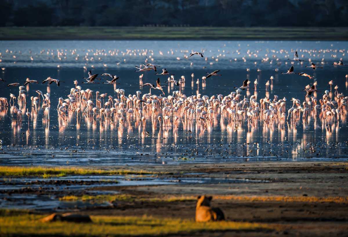 Ngorongoro Flamingo