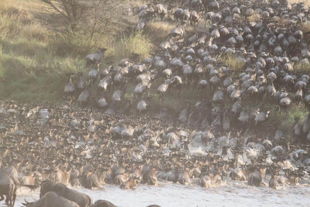Herds Migration Tanzania