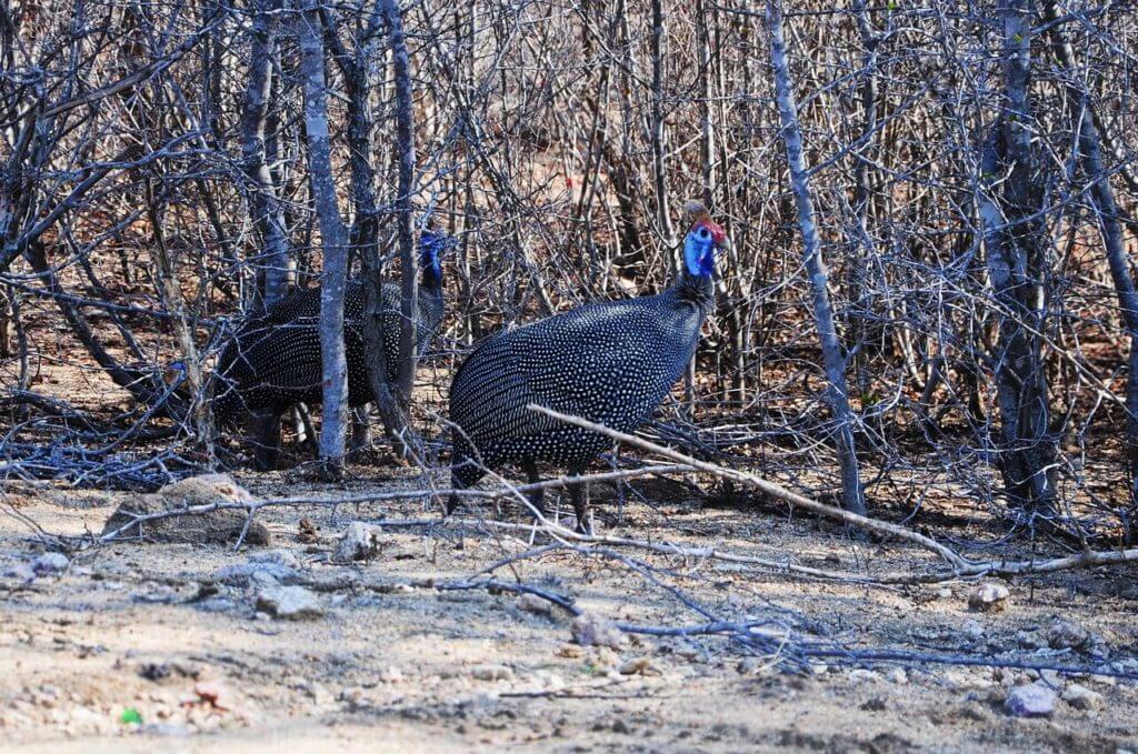 Best holiday destinations in Angola Beach Nature & Wildlife Areas