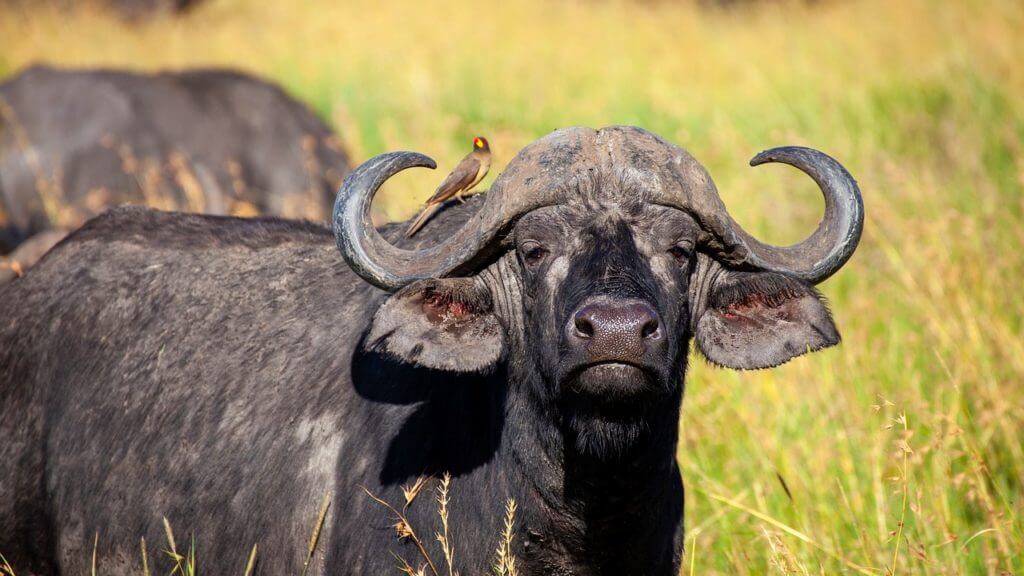 Sehemu bora za likizo katika Angola Bicauri National Park