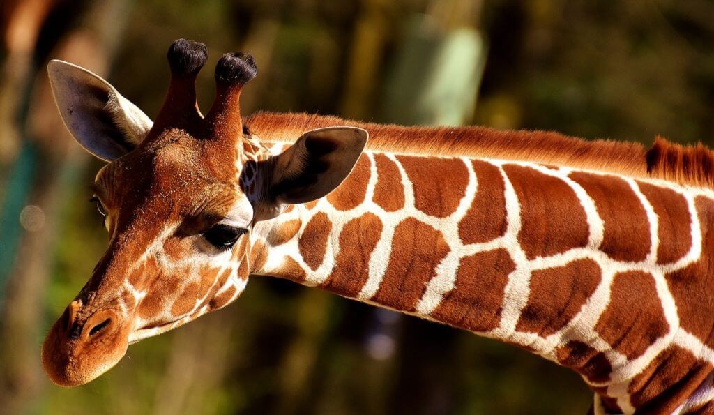 Angola Vacances Girafe