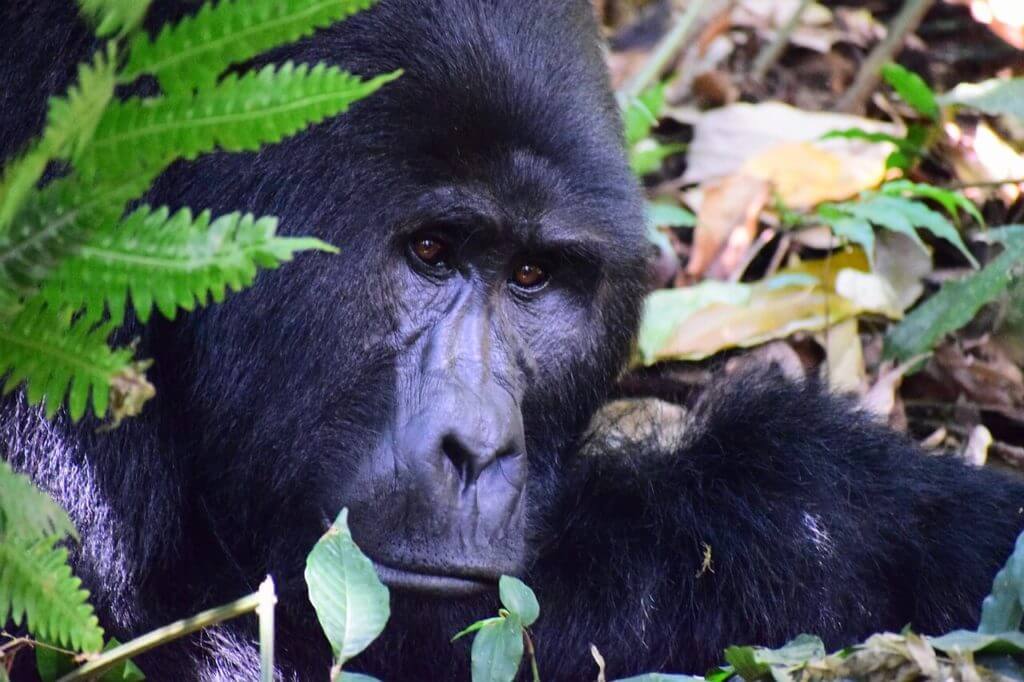 Parc national impénétrable de Bwindi - Safari et vacances en Ouganda 