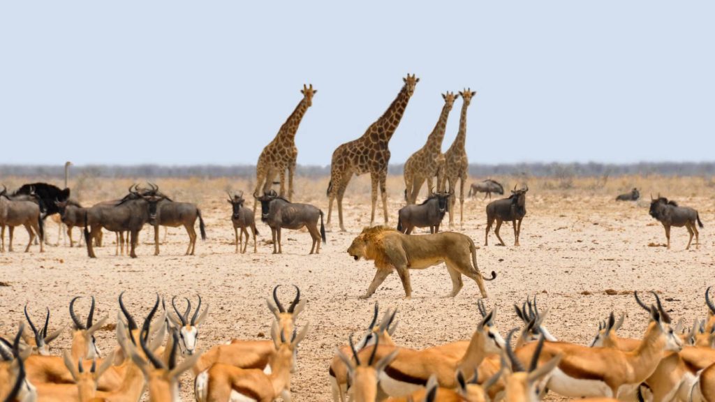 Safaris dans le parc national d'Etosha