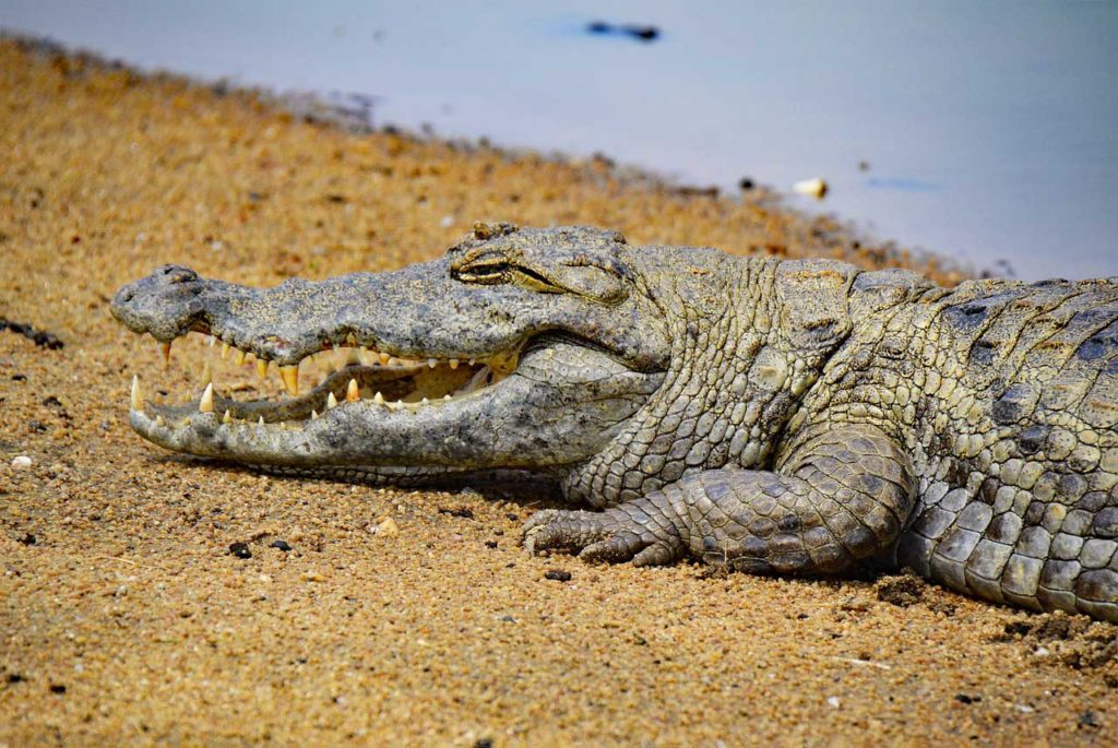 Ghana Voyage Mole National Park Safari Crocodile