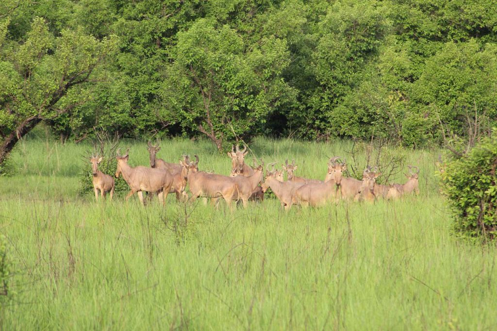 Parc national de Kyabobo