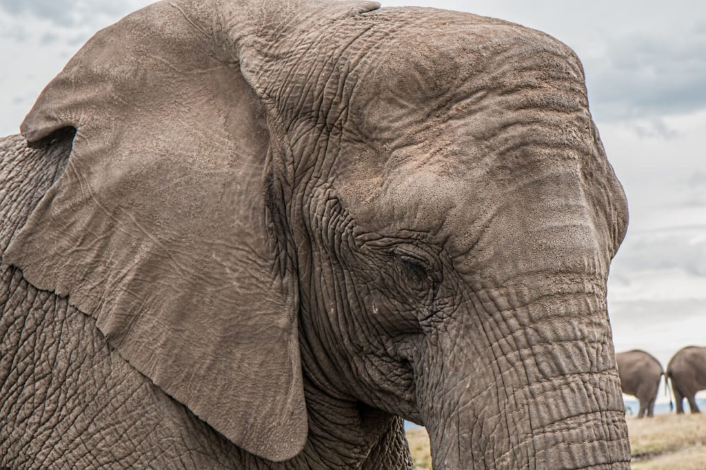 Gorongosa National Park Elefant